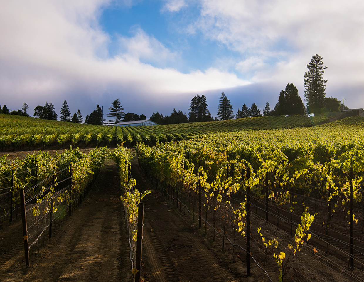 ZIATA Russian River Valley vineyard with blue sky and clouds in the background.