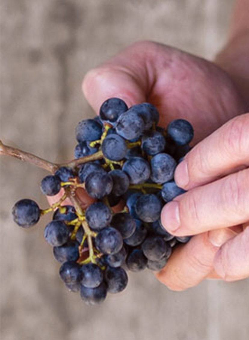 Landon Donley holding grapes in his hand